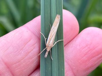 <i>Agriphila tristella</i>