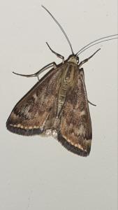 <i>Loxostege sticticalis</i>