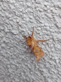 <i>Triodia sylvina</i>