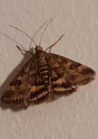 <i>Pyrausta despicata</i>