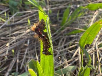<i>Acronicta rumicis</i>