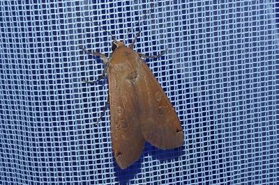 <i>Noctua pronuba</i>
