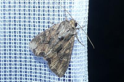 <i>Mniotype solieri</i>
