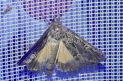 <i>Thalpophila matura</i>