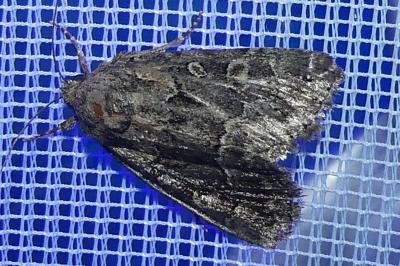 <i>Thalpophila matura</i>