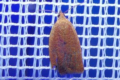 <i>Clepsis consimilana</i>