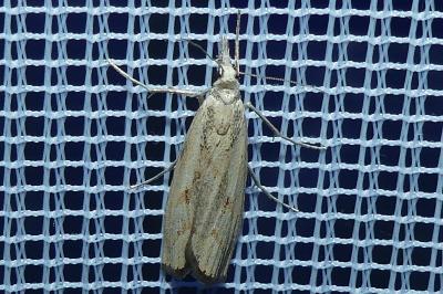 <i>Agriphila geniculea/inquinatella</i>