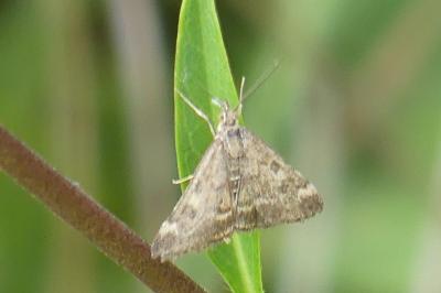 <i>Pyrausta despicata</i>