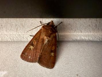 <i>Xestia sexstrigata/xanthographa</i>