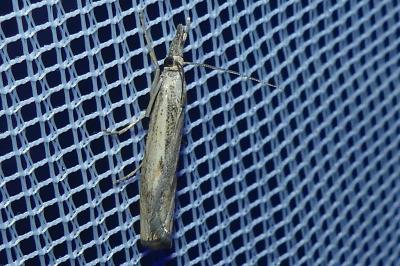 <i>Agriphila geniculea/inquinatella</i>