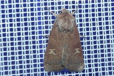 <i>Xestia xanthographa</i>