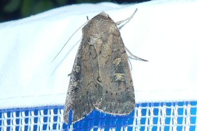 <i>Xestia xanthographa</i>