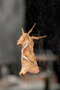 <i>Triodia sylvina</i>