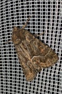 <i>Thalpophila matura</i>