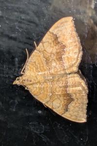 <i>Camptogramma bilineata</i>