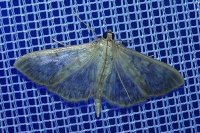 <i>Patania ruralis</i>