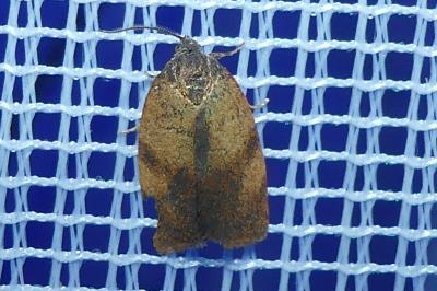 <i>Cacoecimorpha pronubana</i>