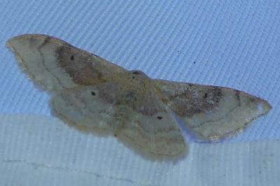<i>Idaea degeneraria</i>
