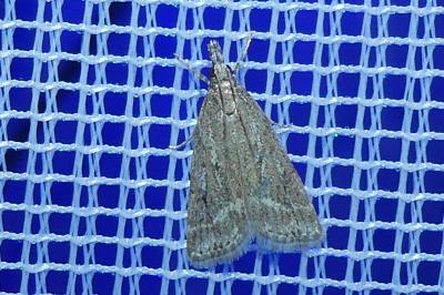 <i>Eudonia pallida</i>