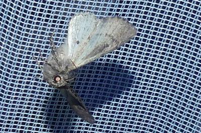 <i>Mniotype solieri</i>