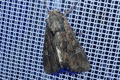 <i>Mniotype solieri</i>