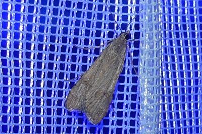 <i>Nomophila noctuella</i>