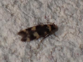 <i>Oegoconia</i>