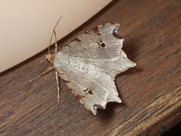 <i>Macaria alternata</i>