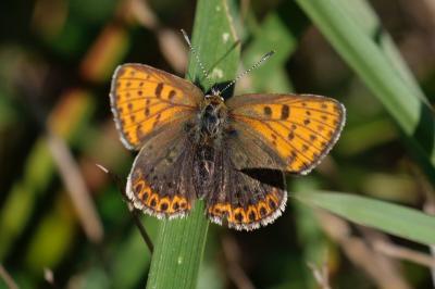 <i>Lycaena tityrus</i>