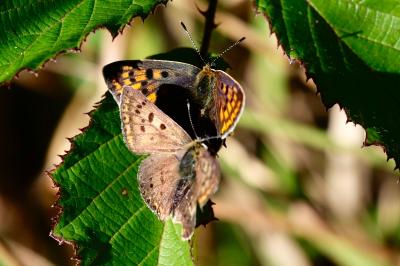 <i>Lycaena tityrus</i>