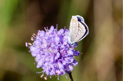 <i>Polyommatus icarus</i>