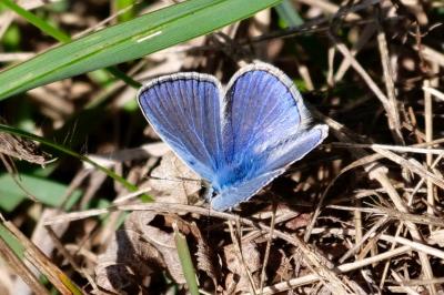 <i>Polyommatus icarus</i>