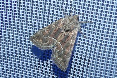 <i>Thalpophila matura</i>