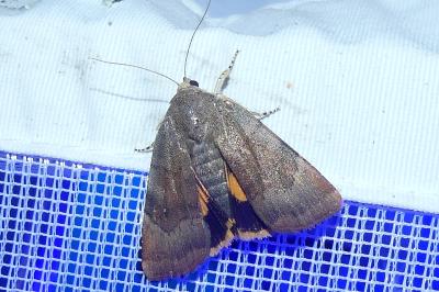 <i>Noctua janthe/janthina</i>