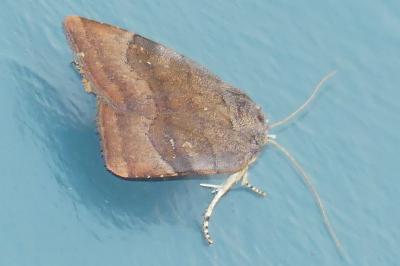 <i>Noctua janthe/janthina</i>