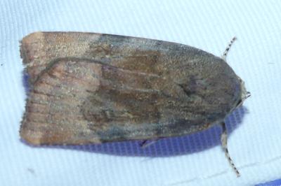 <i>Noctua janthe/janthina</i>