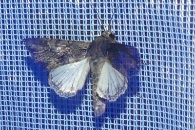 <i>Mniotype solieri</i>
