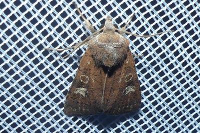 <i>Xestia xanthographa</i>