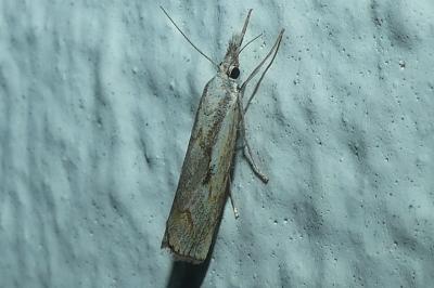 <i>Agriphila geniculea</i>