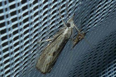 <i>Agriphila geniculea</i>
