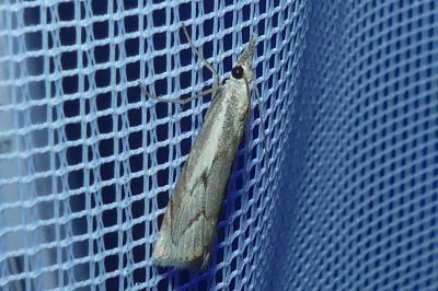 <i>Agriphila geniculea</i>