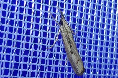 <i>Agriphila geniculea</i>