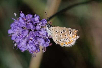 <i>Polyommatus icarus</i>