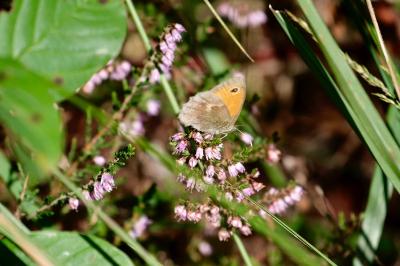 <i>Coenonympha pamphilus</i>