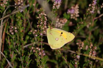 <i>Colias crocea</i>