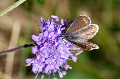 <i>Polyommatus icarus</i>