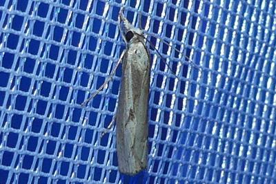 <i>Agriphila geniculea</i>