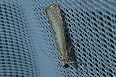 <i>Agriphila geniculea</i>