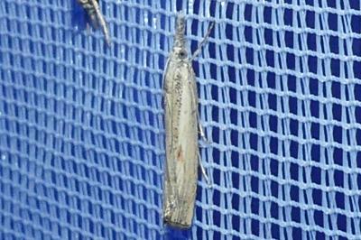 <i>Agriphila geniculea</i>