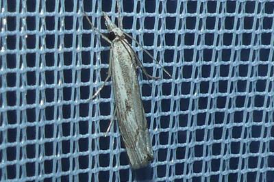 <i>Agriphila geniculea</i>